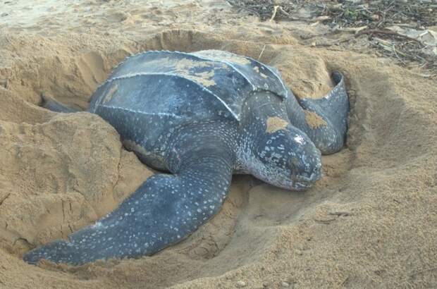 Кожистая морская черепаха. \ Фото: zoopicture.ru.