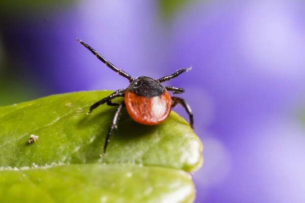 Врач Чечулина рассказала, что делать при укусе клеща