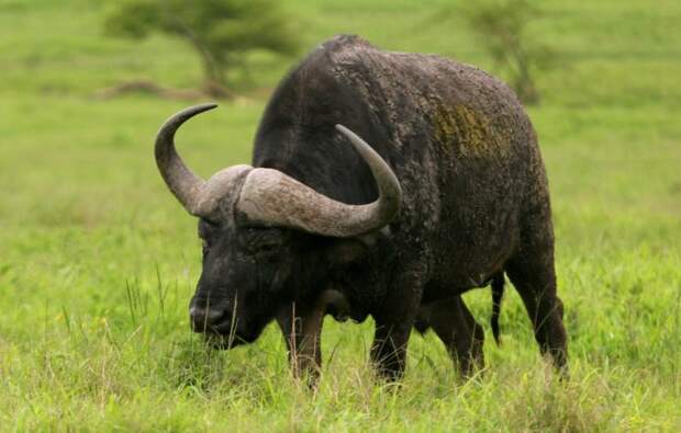 Особенности питания буйвола африканского