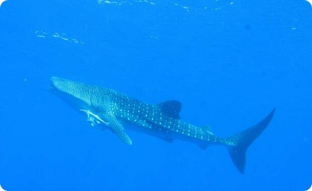 Китовая акула (лат. Rhincodon typus)