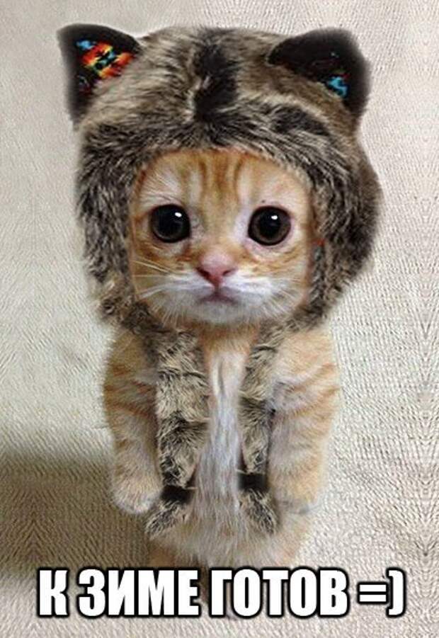 Кот к зиме готов :)