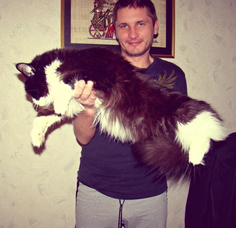 Они взяли крошечного котёнка мейн-куна и полюбуйтесь, каким он стал через год!