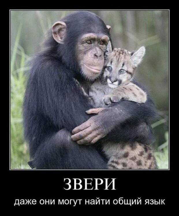 Подборка классных демотиваторов № 98
