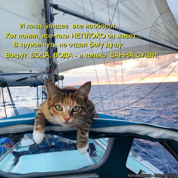 Лучшие котоматрицы недели (50 фото)