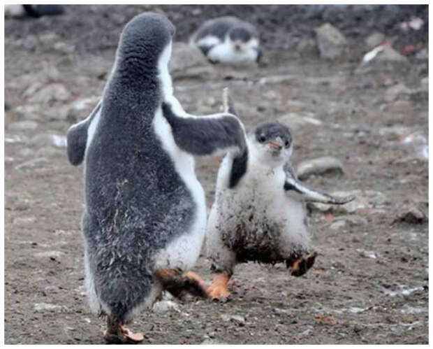 Танцуем, сегодня мы с тобой танцуем... интересное, пингвины, факты, фауна