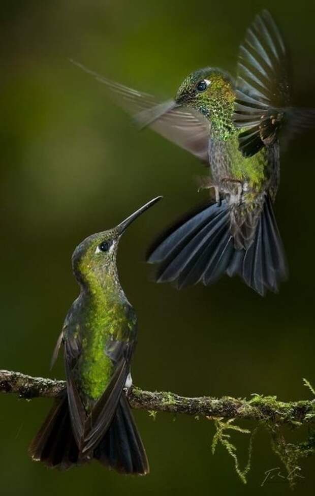 Колибри великолепие, животные, интересное, красота, полет, птицы, факты
