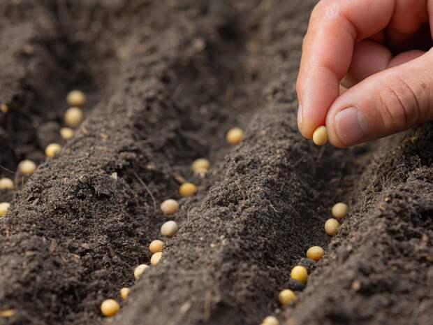 Специалисты Россельхознадзора нашли опасные семена в онлайн-магазине Самарской области