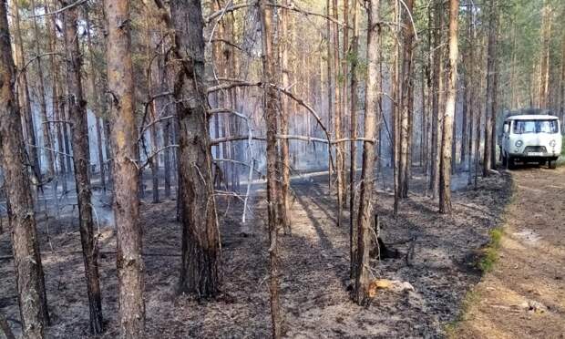 В Архангельской области из-за грозы возникли два лесных пожара