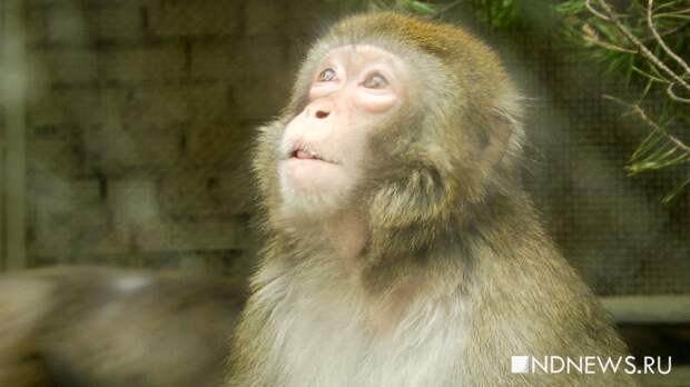 В екатеринбургском зоопарке выбирают Зоомистера-2026