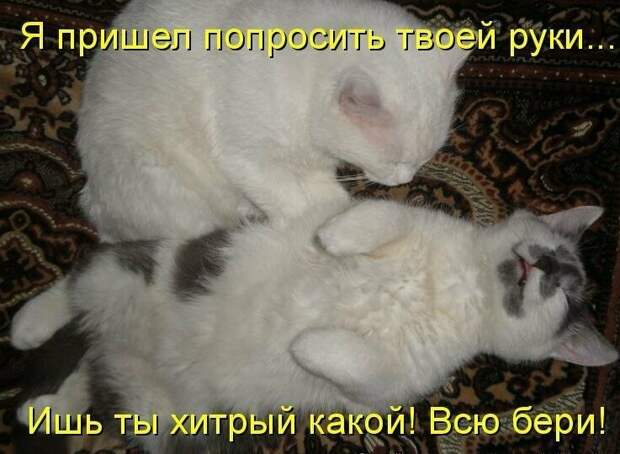 Картинки котяр с смешными надписями (34 фото) картинки, коты, юмор