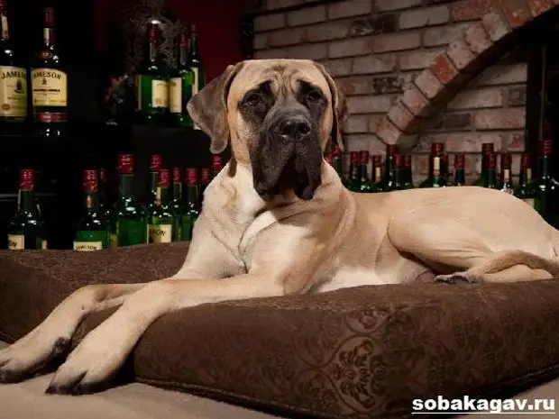 Английский мастиф собака. Описание, особенности, уход и цена английского мастифа