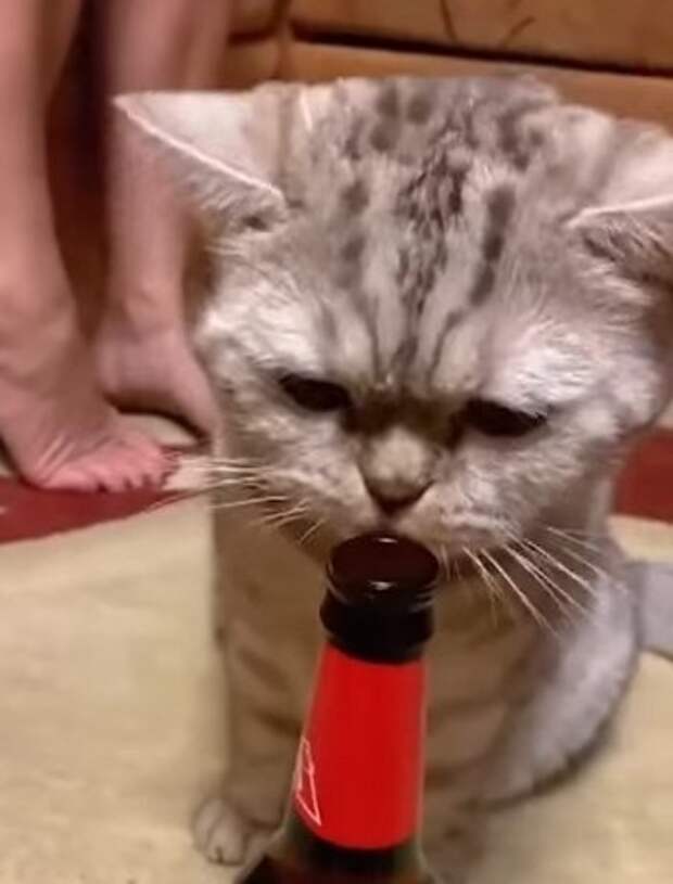 Кот эволюционировал