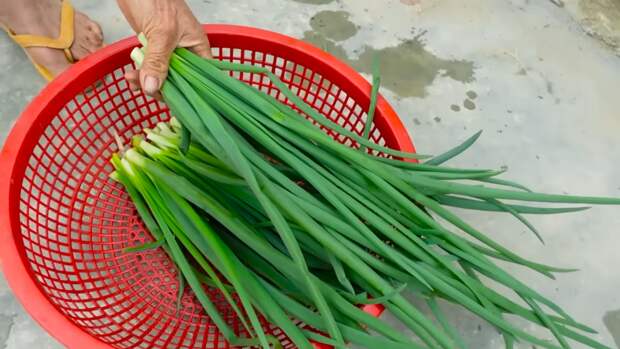 Как легко вырастить зеленый лук в своей квартире