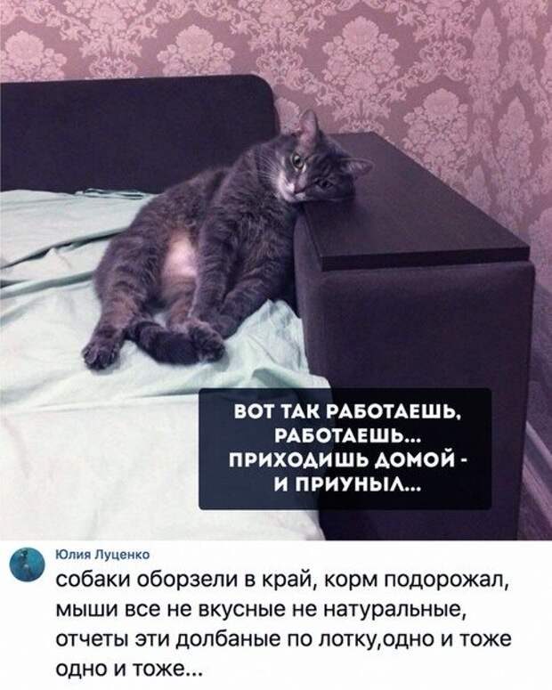 100% ржака, от которой будет болеть живот. Гарантия качества!