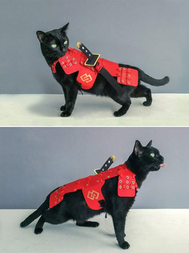 Котики, которые не обходятся без боевой брони