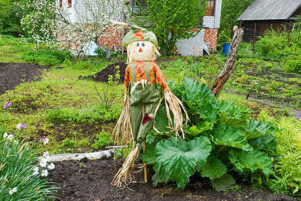 Огородное чучело Огородное чучело
