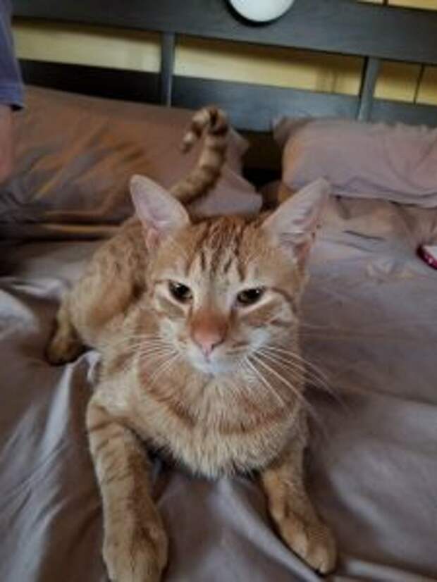 kitten-stuck-garbage-disposal6