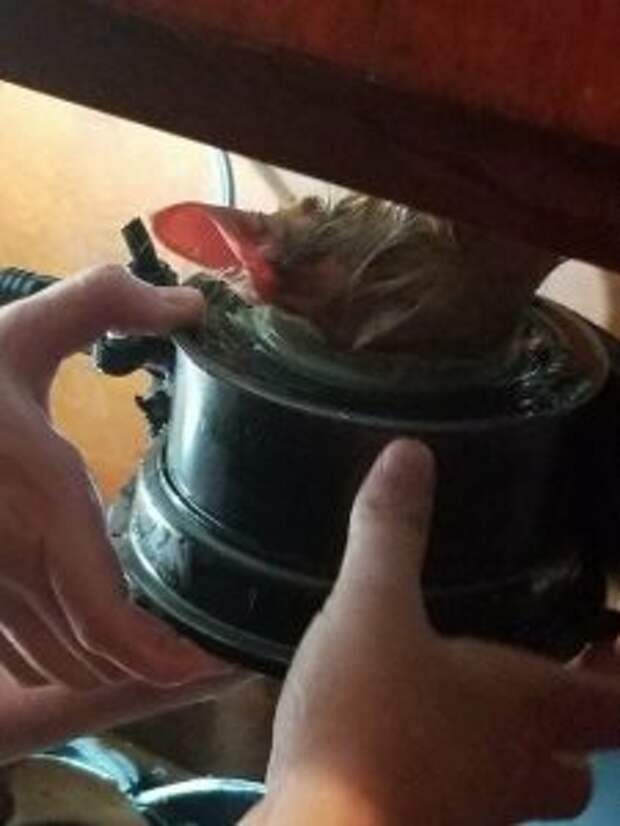 kitten-stuck-garbage-disposal4