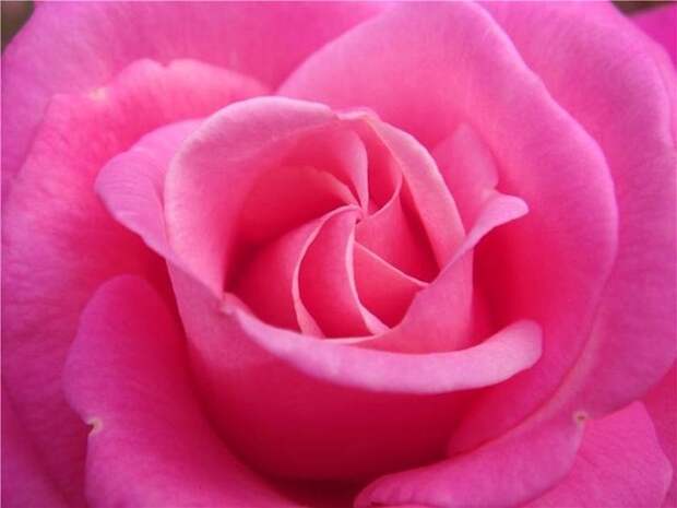 Фото Розовая роза (Pink Rose), фотограф Дебора Беноит / Deborah Benoit