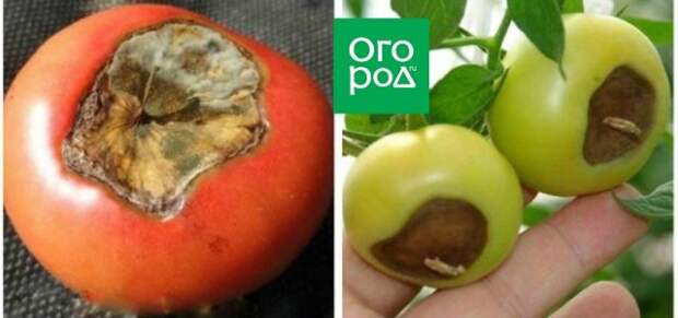 Болезни томатов: 5 самых распространенных
