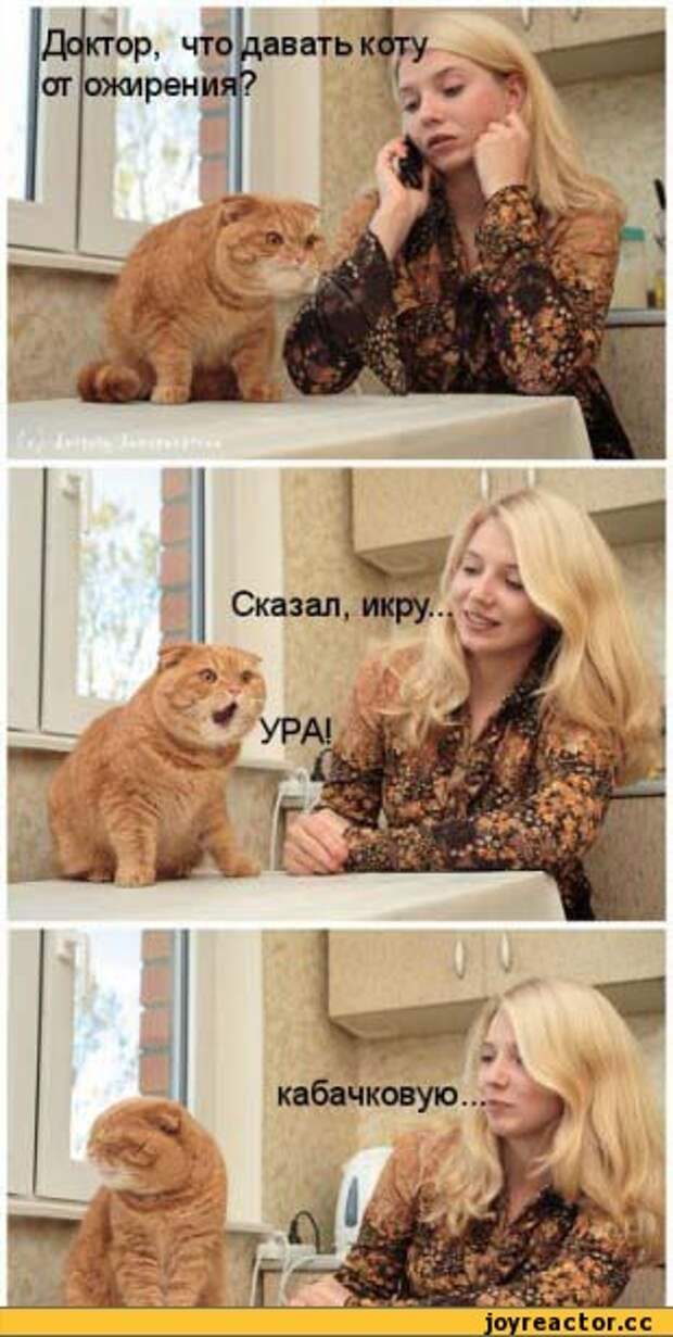 ктор, что давать к ожирения? Сказал, икру. кабачковую,котэ,прикольные картинки с кошками,наэбал,котоматрица,песочница,удалённое