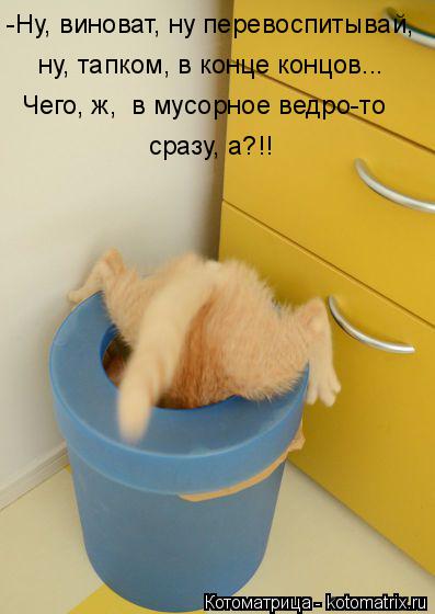 Котоматрица: -Ну, виноват, ну перевоспитывай, ну, тапком, в конце концов... Чего, ж, в мусорное ведро-то сразу, а?!!