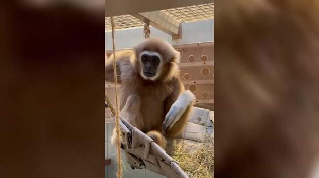 Гиббону Персею из Ленинградского зоопарка исполнилось 32 года