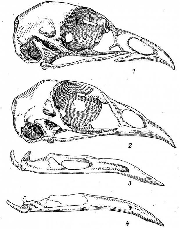 Скелет и мускулатура тетеревиных птиц.