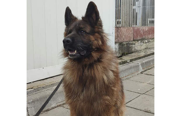 В Туле служебная немецкая овчарка Кай ищет дом и нового хозяина