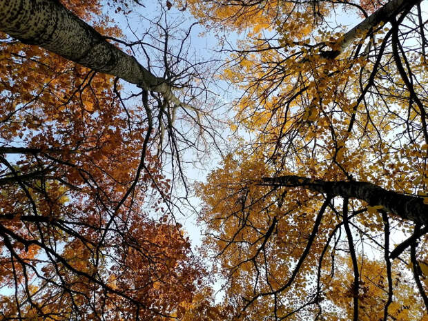 Место и причину пропажи семьи Усольцевых назвали в Красноярске