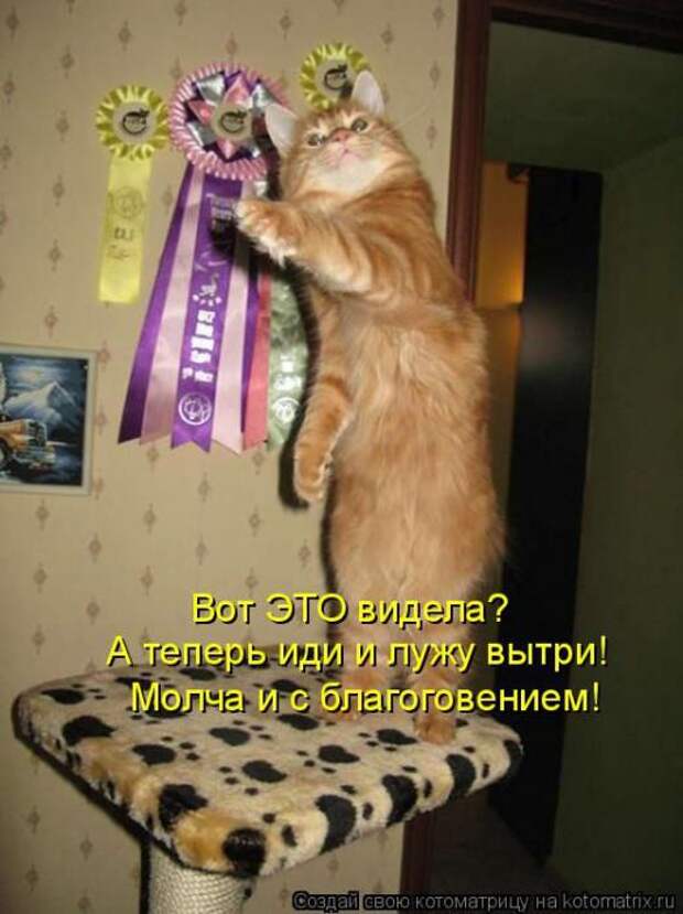 Котоматрицы(картинки с надписями)