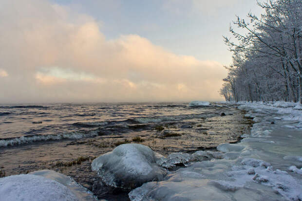 "Водоканал Петербурга": замерзание Ладоги благоприятно для размножения нерп