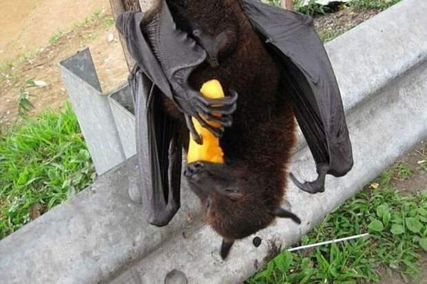 Летучие мыши опять стали смертельной угрозой: Азия встревожена вирусом Нипах
