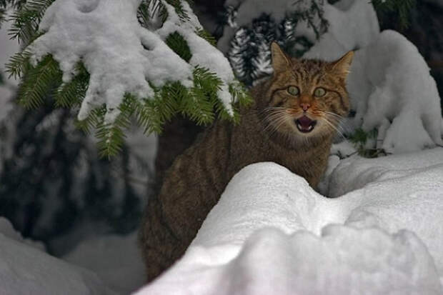 Картинки по запросу кот ест рыбу на снегу