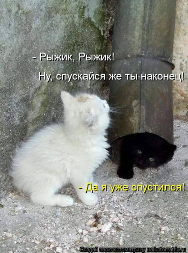 Лучшие котоматрицы недели Лучшие котоматрицы недели