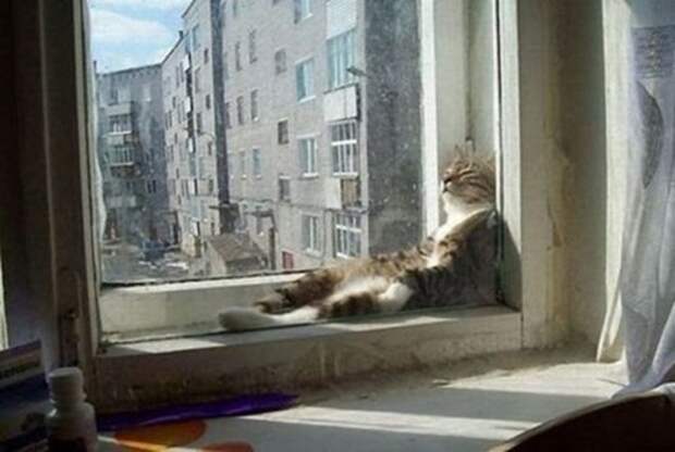 Cats_relax_02_thumb[1]