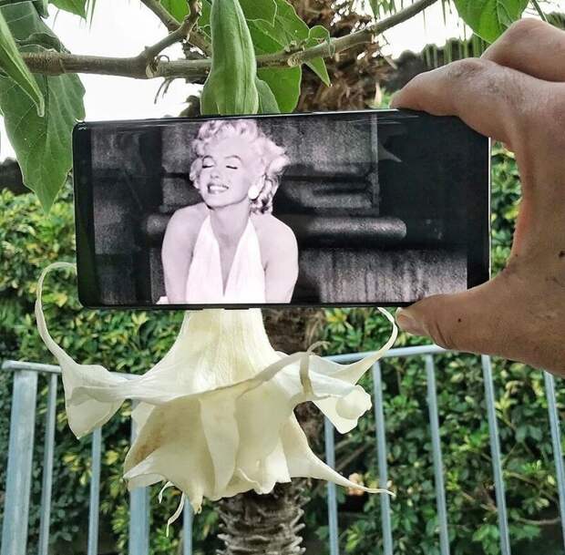 Необычное в обычном: 30 забавных фотоколлажей, сделанных с помощью смартфона