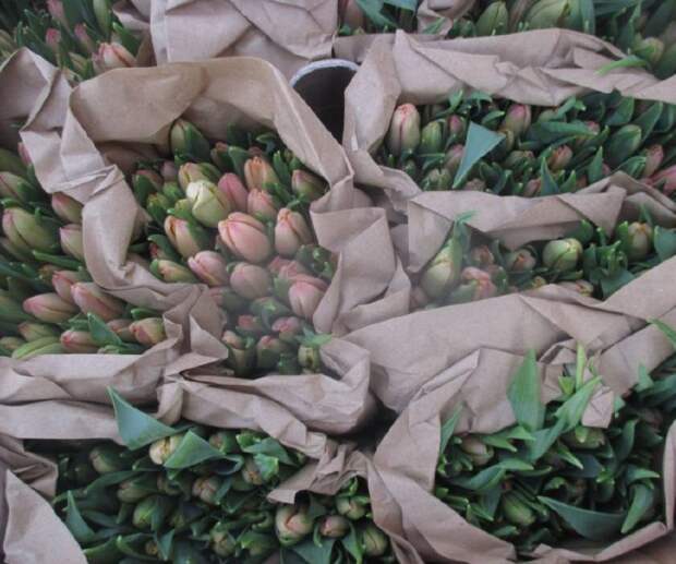 В Челябинскую область из Китая поступило более 2 млн цветов