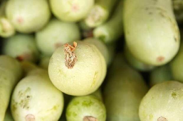 В Роскачестве рассказали, как правильно хранить кабачки