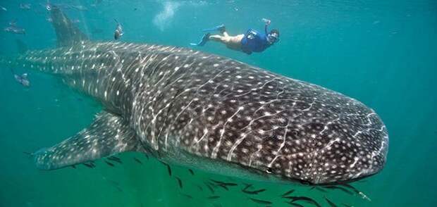 Поплавайте с китовой акулой, на полуострове Юкатан.