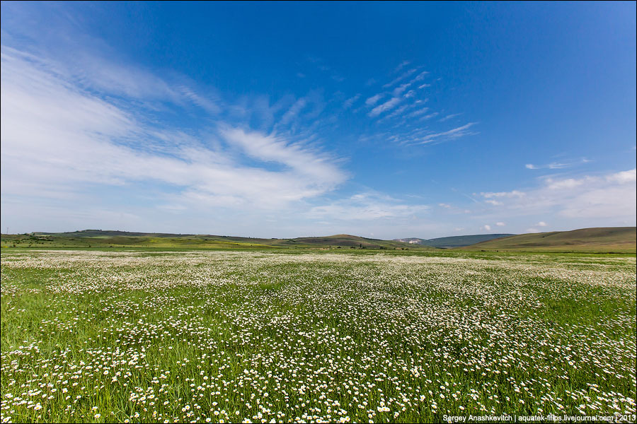 Ромашки