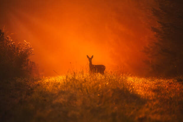 In the Woods by Alexander Schitschka on 500px.com