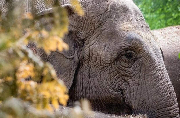 В результате нападения слонов в Зимбабве погибли 60 человек