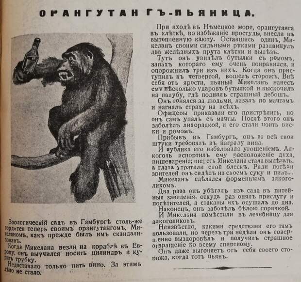 Статья об орангутане