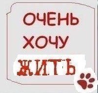 Приютите ангелочков! Хотя бы временно! Этим вы сохраните их жизни!!!