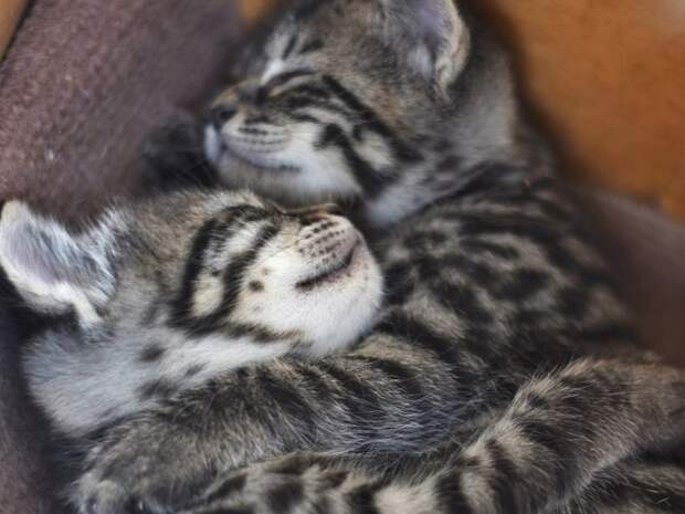 Почему нужно обнимать детей каждый день: 7 медицинских причин 