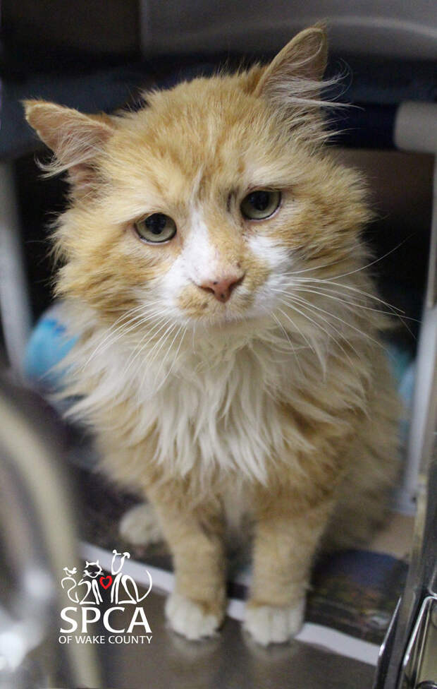 Toby, before he was adopted and was still at the SPCA of Wake County.
