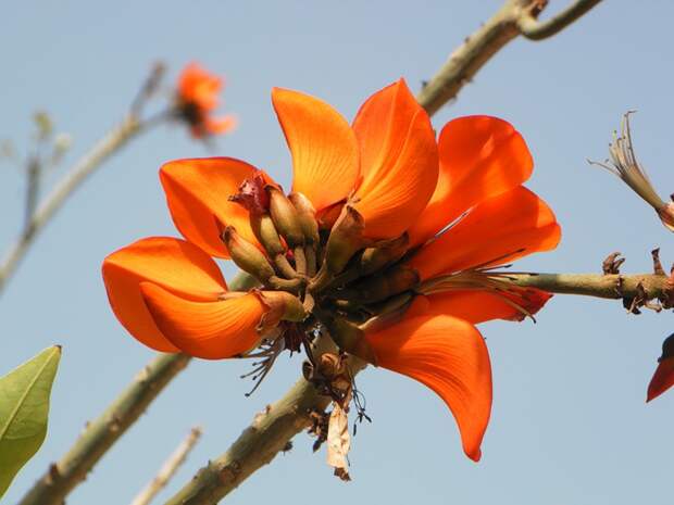 NewPix.ru - Коралловое дерево