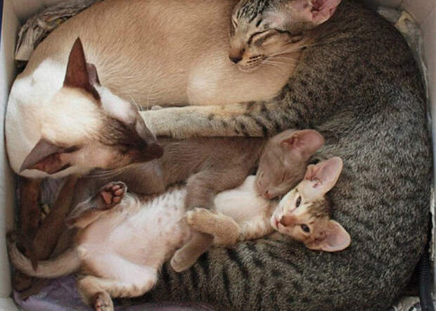 Коты учат, как правильно проводить время в кругу семьи