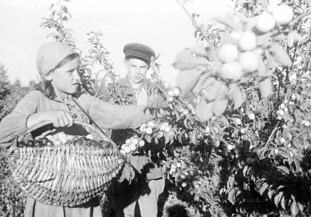 Ученики Березовской средней школы убирают урожай фруктов в саду одного из колхозов области. 1944 г. Амурская область.